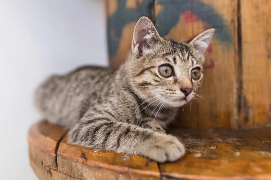 Ringo Starr the cat resting on a wooden stool