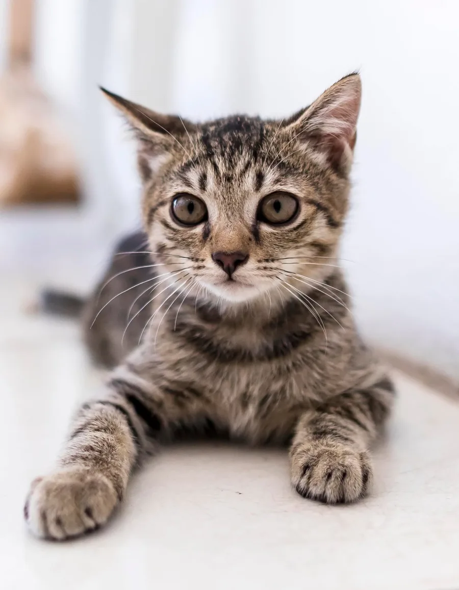 Ringo Starr the tabby cat, the star of Mellow Submarine