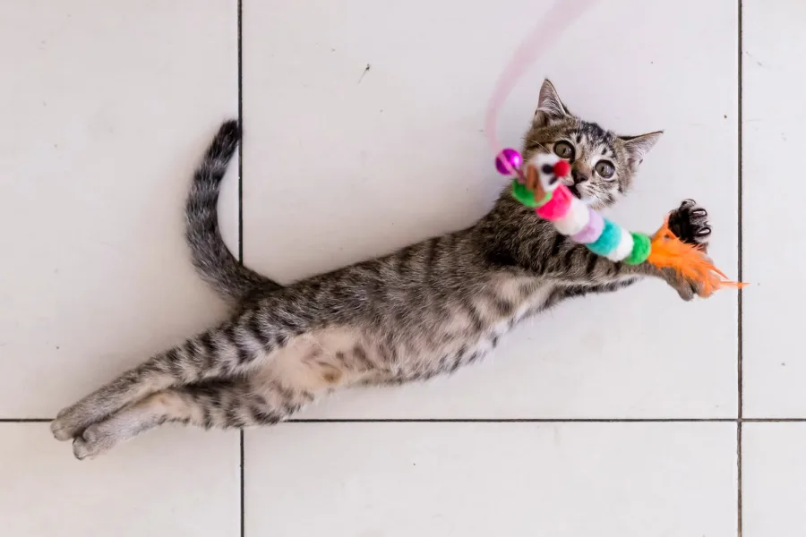 Ringo Starr, the resident cat, playing at Mellow Submarine