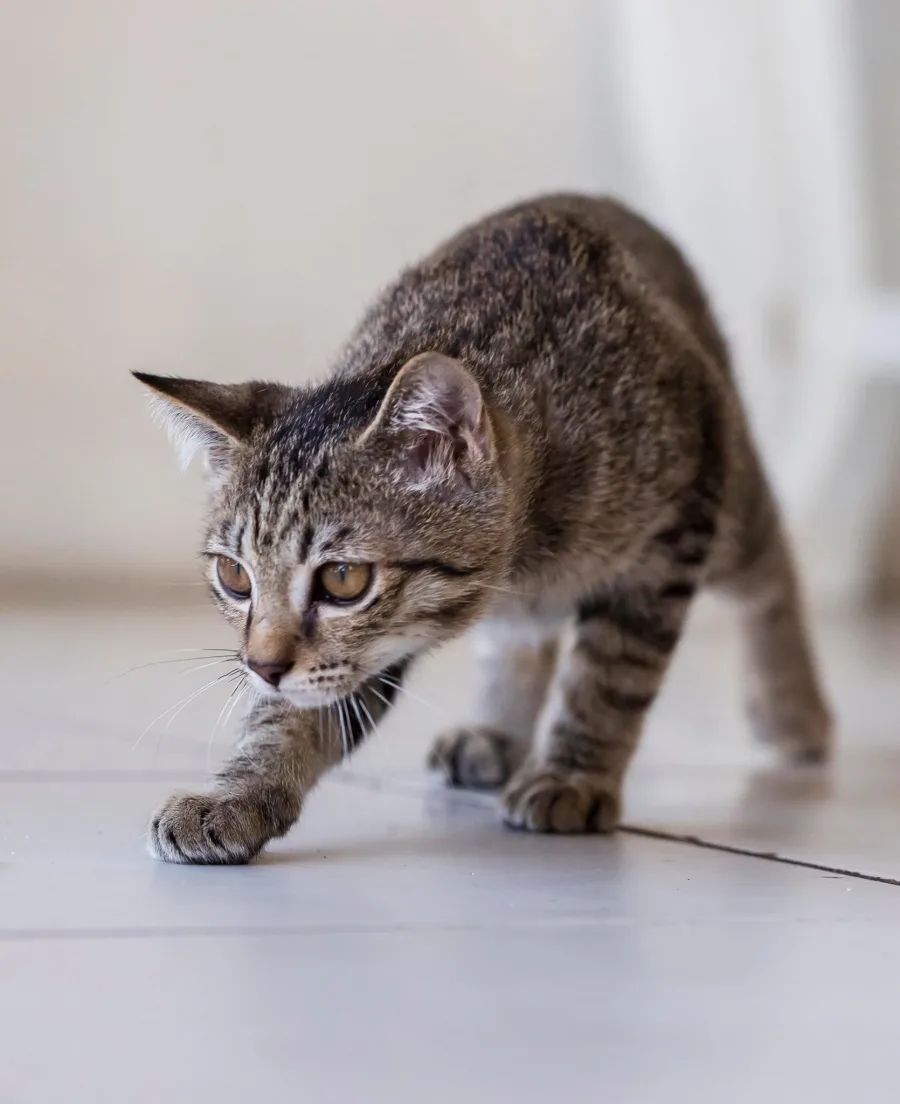 Ringo Starr the cat on the prowl