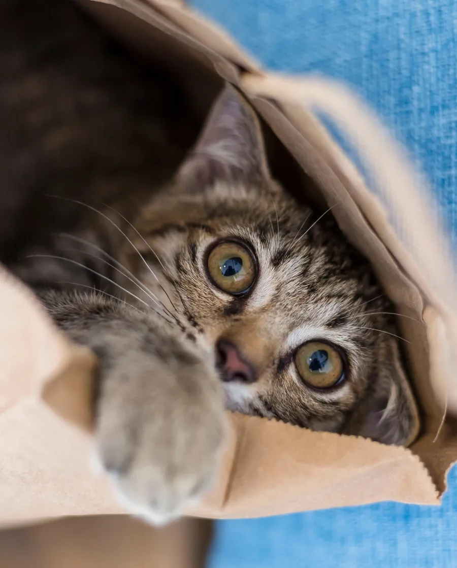 Ringo Starr the cat peeking out of a paper bag