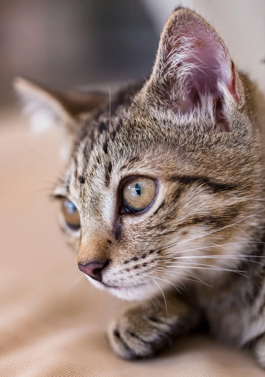 Close-up portrait of Ringo Starr, resident cat