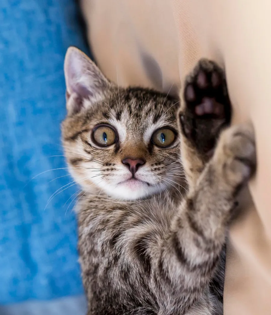 Ringo Starr the cat reaching up with a paw